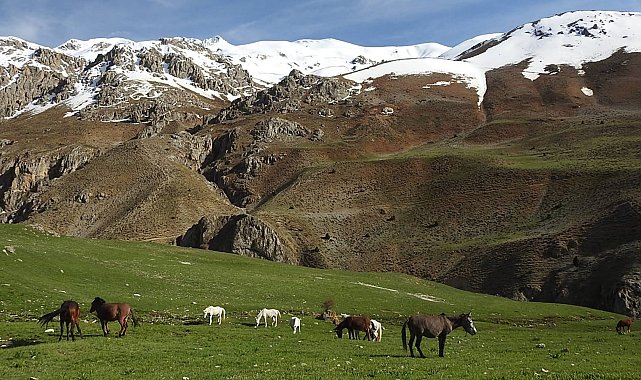 Munzur Dağlarındaki yılkı atları görüntülendi