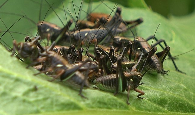 Muş'ta çekirge alarmı
