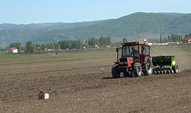 Muş'ta "karabuğday" tohumları toprakla buluştu