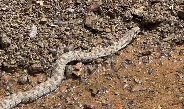 Orta Doğu ve Orta Asya'da yaşıyor, Tunceli'de görüntülendi