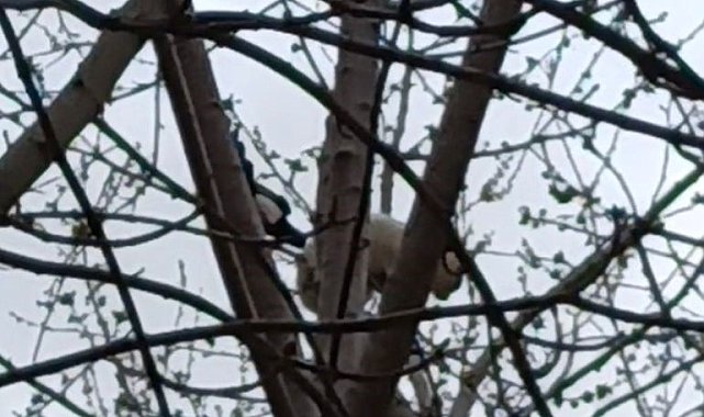 Saksağan ağaçtaki kediyi gagasıyla vurarak düşürmeye çalıştı