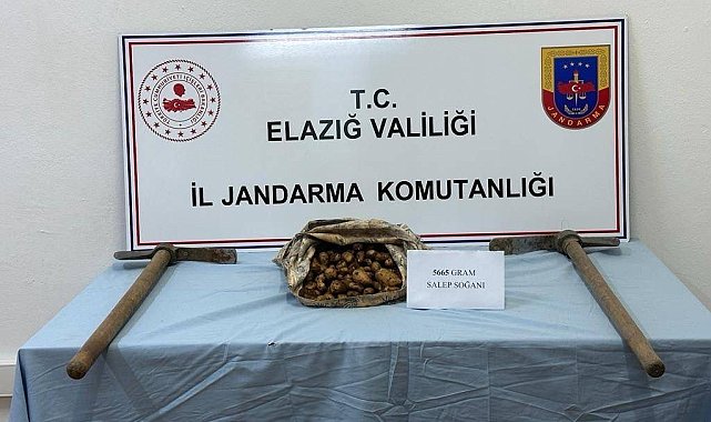 Salep soğanı toplayan şahıs suçüstü yakalandı