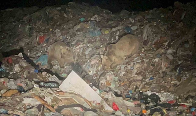 Sarıkamış'ta ayılar kış uykusundan uyandı