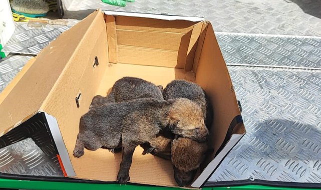 Sarıkamış'ta bulunan kurt yavruları emin ellerde
