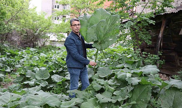 Şemsiye değil kabalak otu