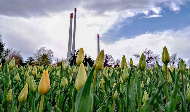 Şimdi Erzurum'da lale zamanı