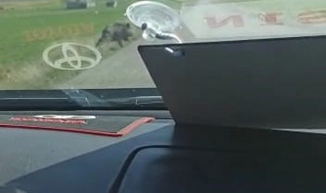 Sürücülerin korkulu rüyası yaban domuzları yola çıkmaya devam ediyor