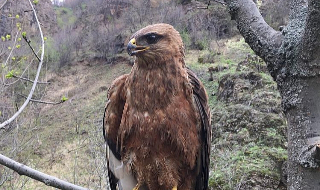 Tedavileri tamamlanan kızıl şahin ve alaca baykuş doğaya bırakıldı