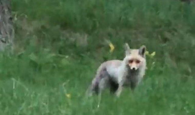 Tilki, pikniğe giden vatandaşların davetsiz misafiri oldu