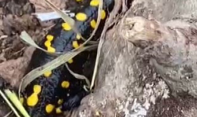 Tunceli'de lekeli semender görüntülendi