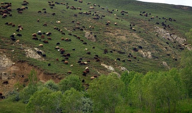 Türkiye'nin en büyük çayır ve mera alanları Erzurum'da