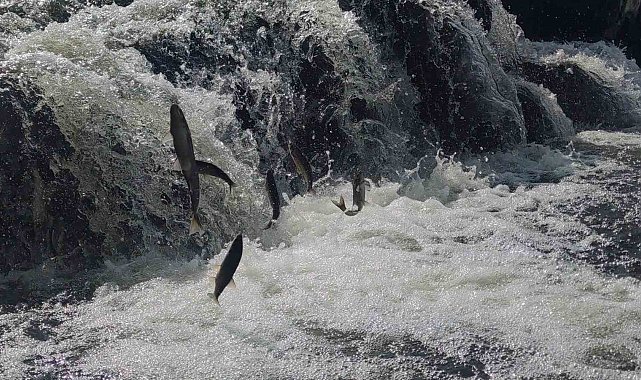 Uçan balıkların muhteşem göç yolculuğuna susuzluk engeli