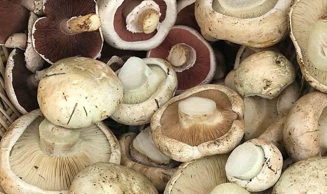 Uzmanlar uyarıyor; toplandığınız her mantarı yemeyin