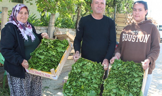 Üzümden önce yaprağı gelir kapısı oldu