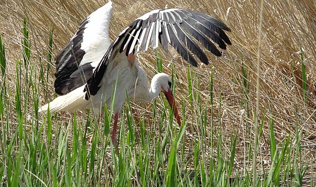 Van'da yanan sazlıklar yeniden yeşeriyor