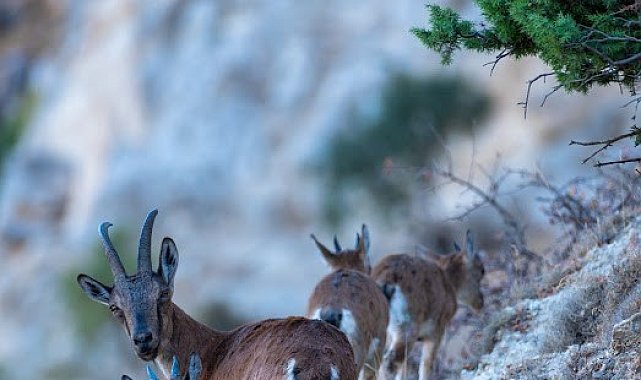 Yaban keçileri Munzur dağlarına güzellik katıyor