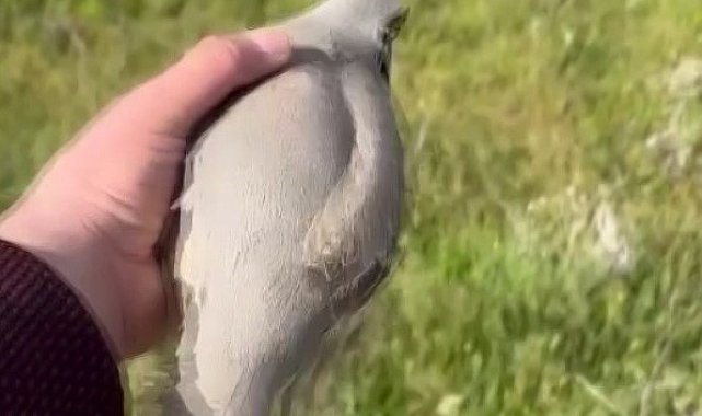 Yaralı bulduğu kekliğin tedavisini yaptıktan sonra doğaya saldı