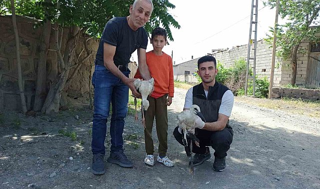 Yaralı bulunan yavru leylekler tedavi altına alındı