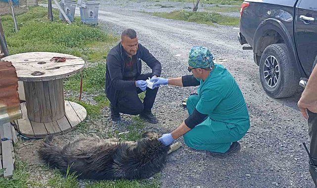 Yılanların ısırdığı köpeklere belediye sahip çıktı