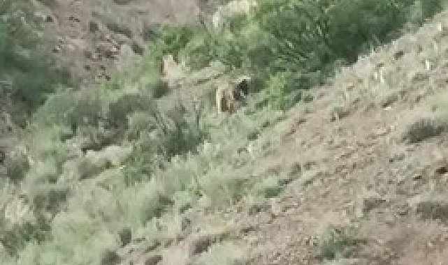 Yol kenarındaki ayı, sürücülerin ilgi odağı oldu