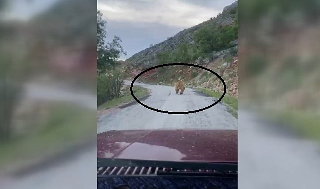 Yola inen bozayı görüntülendi
