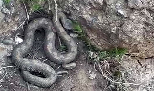 Yüksekova'da engerek yılanı görüntülendi