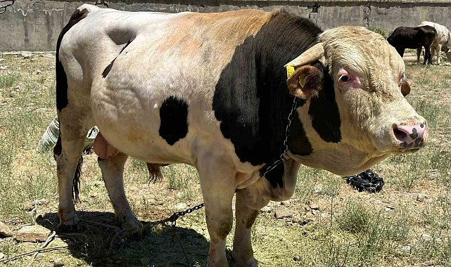 1 ton 100 kilogramlık 'Paşa' alacısını bekliyor