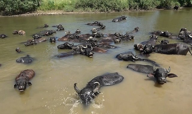 Afrika değil Muş Ovası