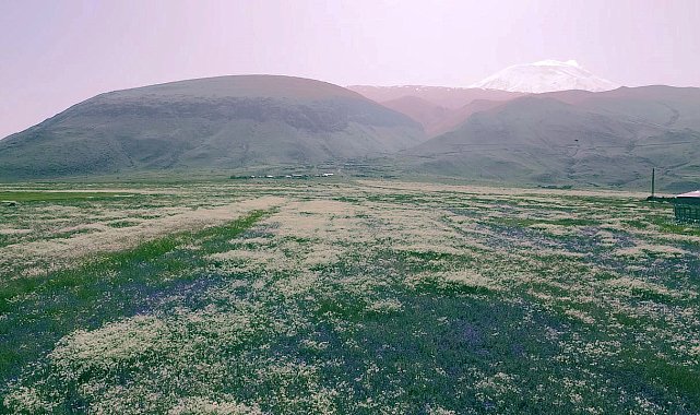 Ağrı Dağı etekleri, mor ve beyaza büründü