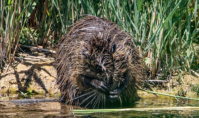 Ağrı Dağı'nda yaşayan su maymununun temizlenme anları görüntülendi