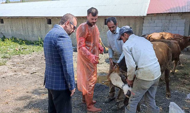 Ağrı'da 97 büyükbaş hayvan ihtiyaç sahiplerine ulaştı