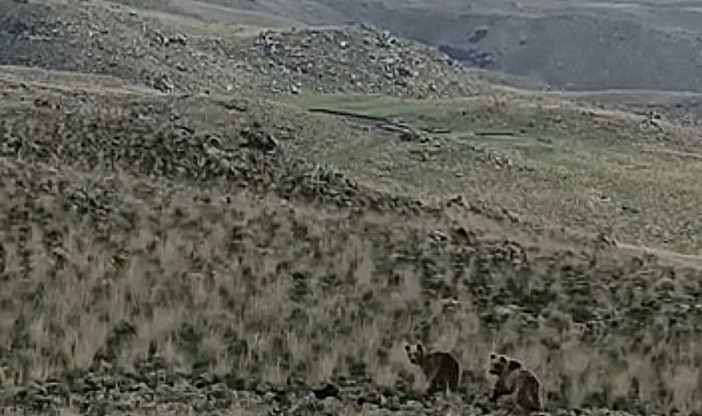 Ağrı'da arazide dolaşan 2 ayı kameralara yansıdı