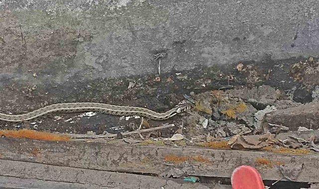 Ağrı'da bir eve girmeye çalışan yılan yakalandı