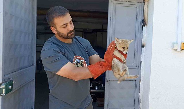 Annesini kaybeden yavru tilki, doğa korumaya emanet