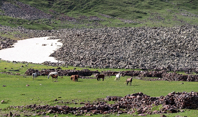 Aras Dağları yeşeren doğasıyla yılkı atlarını ağırlıyor