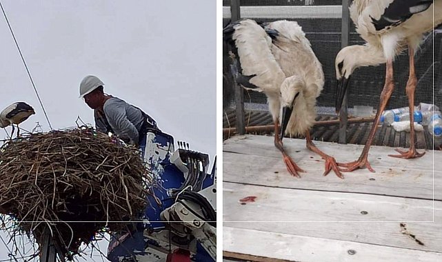 ARAS EDAŞ'tan yavru leylek operasyonu