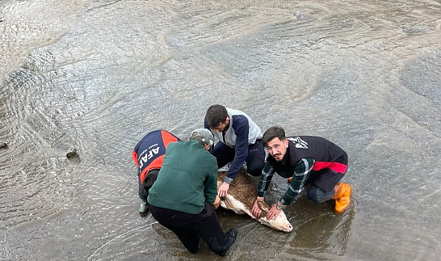 Ardahan'da Kura Nehri'ne düşen buzağı kurtarıldı