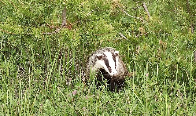 Ardahan'da tedavisi tamamlanan porsuk doğaya bırakıldı