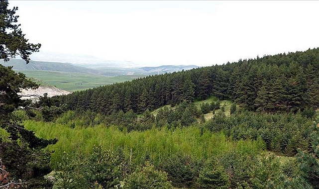Ardahan'da yangınların önlenmesi amacıyla ormanlık alanlara giriş yasaklandı