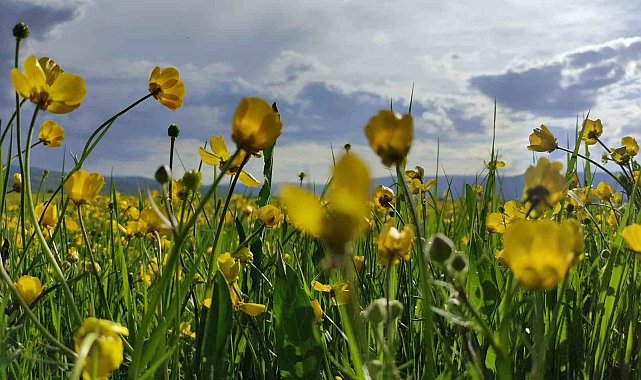 Ardahan ovası sarıya boyandı