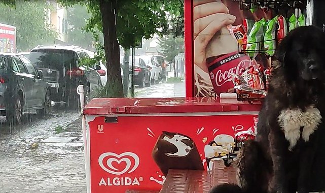 Ardahan'da etkili olan sağanak, hayatı olumsuz etkiliyor