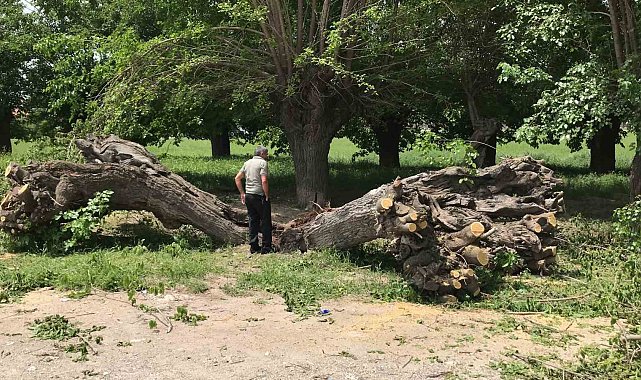 Asırlık dut ağacı ortadan ikiye ayrılıp devrildi