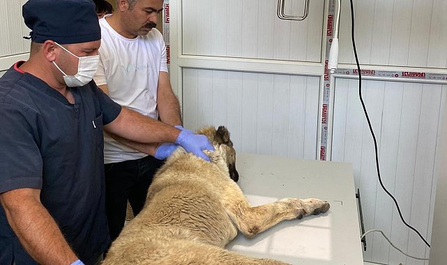 Bayramda sokak hayvanları unutulmadı