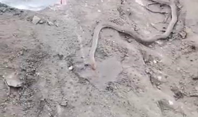 Bitkin haldeki dev yılanı su vererek kendine getirmeye çalıştılar