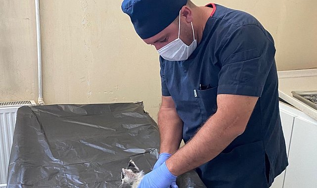 Boğazına kemik takılan kedi kurtarıldı