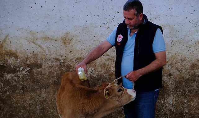 Büyükbaş hayvanlar kenelere karşı ilaçlanıyor