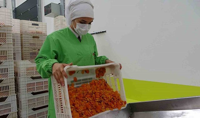 Depreme rağmen kuru kayısı ihracatı yüz güldürdü
