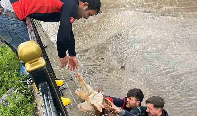 Dereye düşen buzağı için seferber oldular
