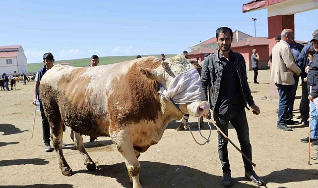 Doğu'dan Batıya kurbanlık sevkiyatı hız kazandı