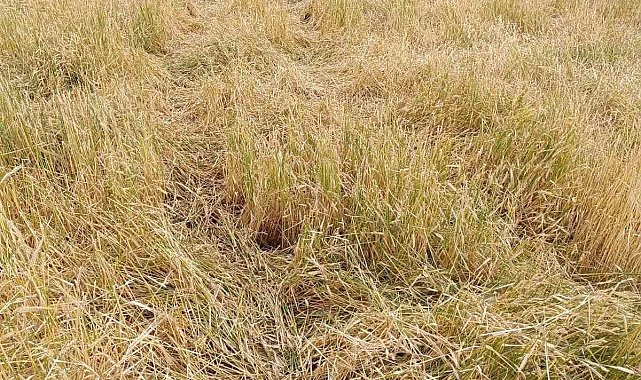 Dolu, ekili alanları vurdu